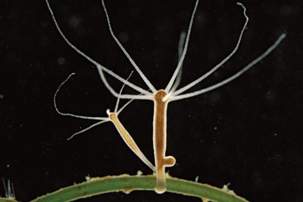 Гидра и кракен