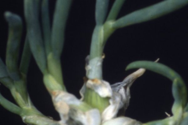 Кракен купить наркоту