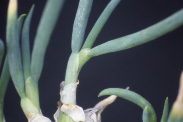 Кракен рабочая ссылка