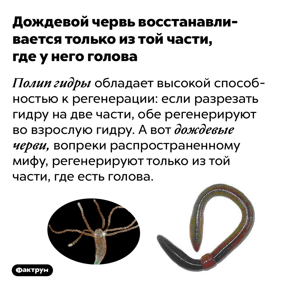Ссылки сайтов даркнета